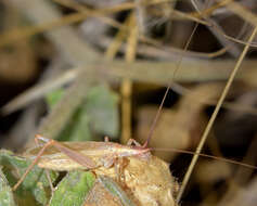 Imagem de Oecanthus californicus Saussure 1874