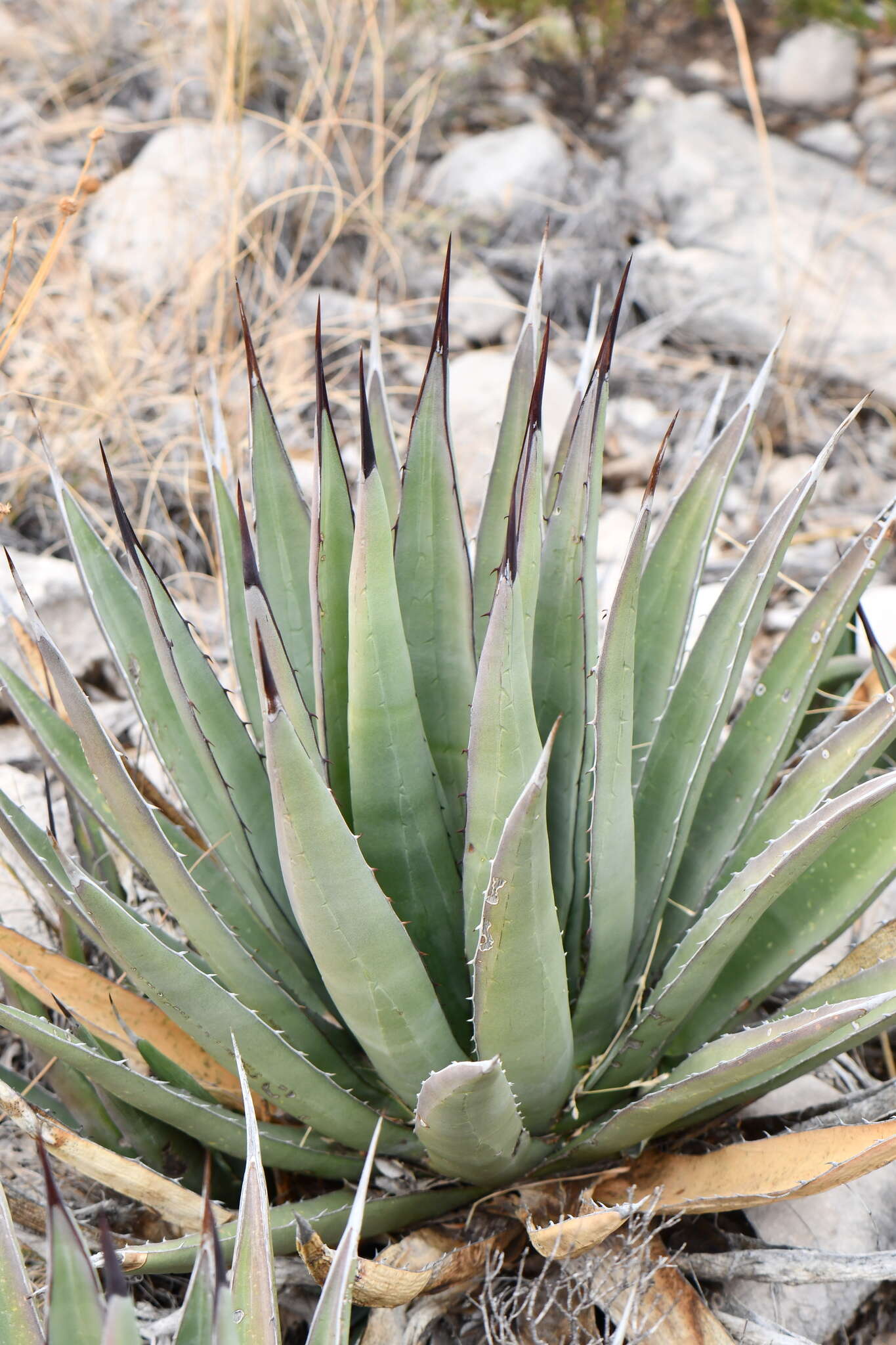 Image de Agave gracilipes Trel.