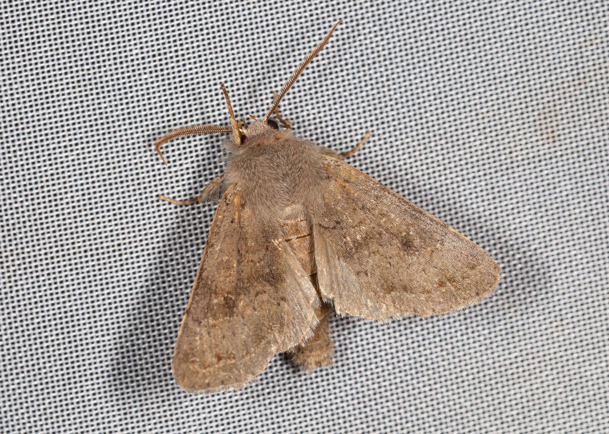 Orthosia populeti Fabricius 1781 resmi