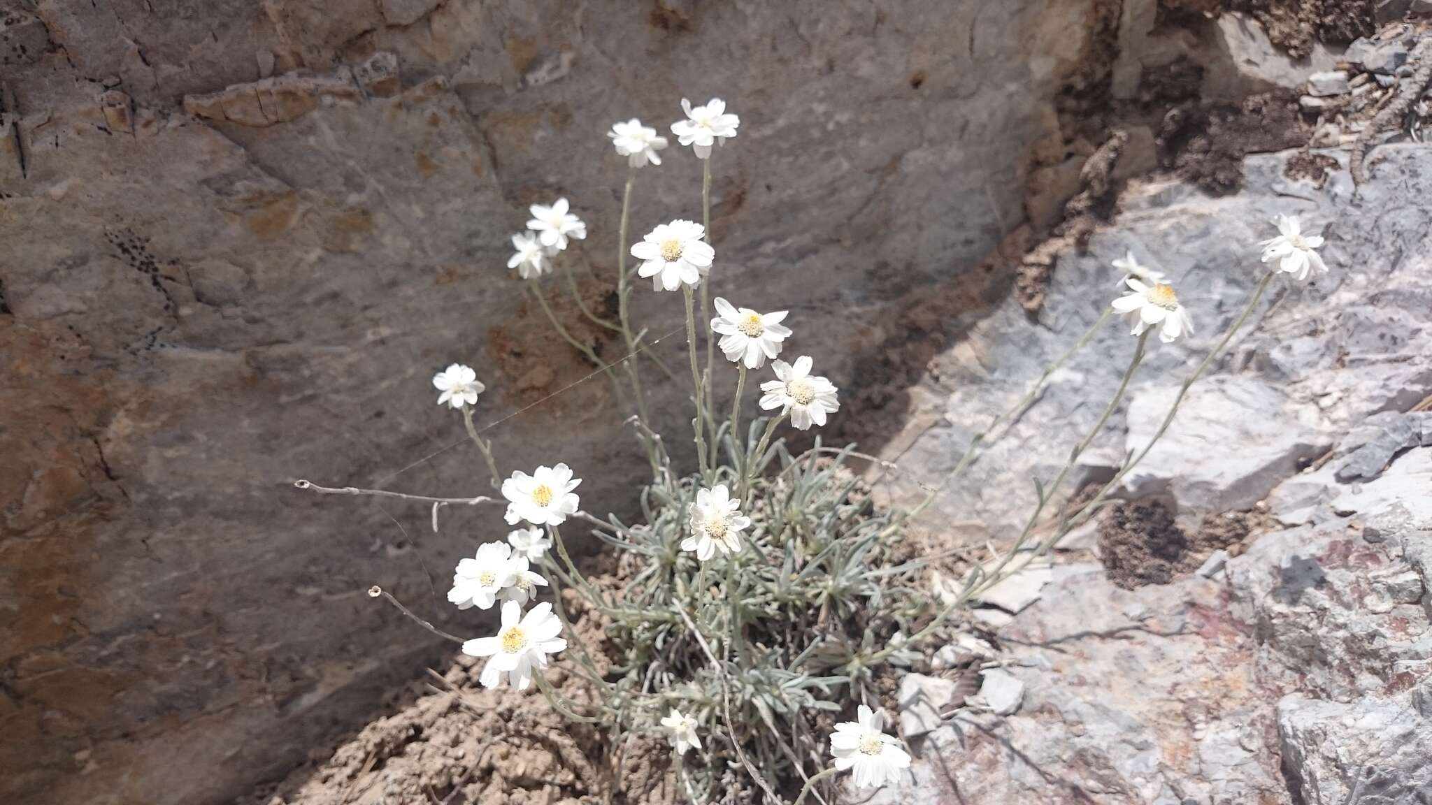 Слика од Achillea ageratifolia (Sibth. & Sm.) Boiss.