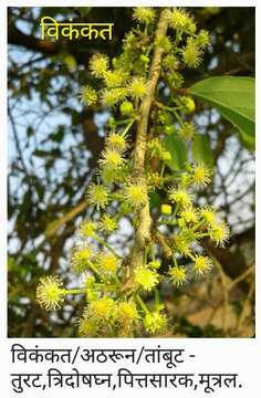 Image of Indian plum