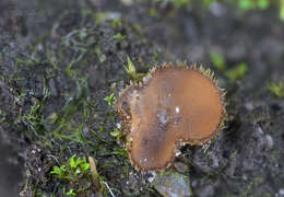 Image of Tricharina ochroleuca (Sacc.) Eckblad 1968