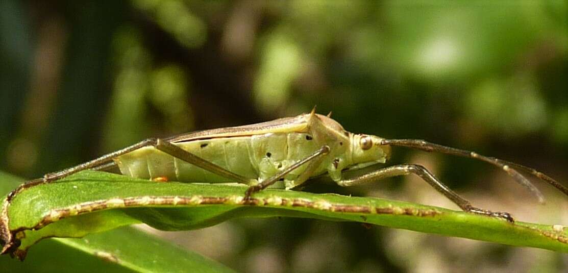 Image of Plinachtus melinus Brailovsky 2007