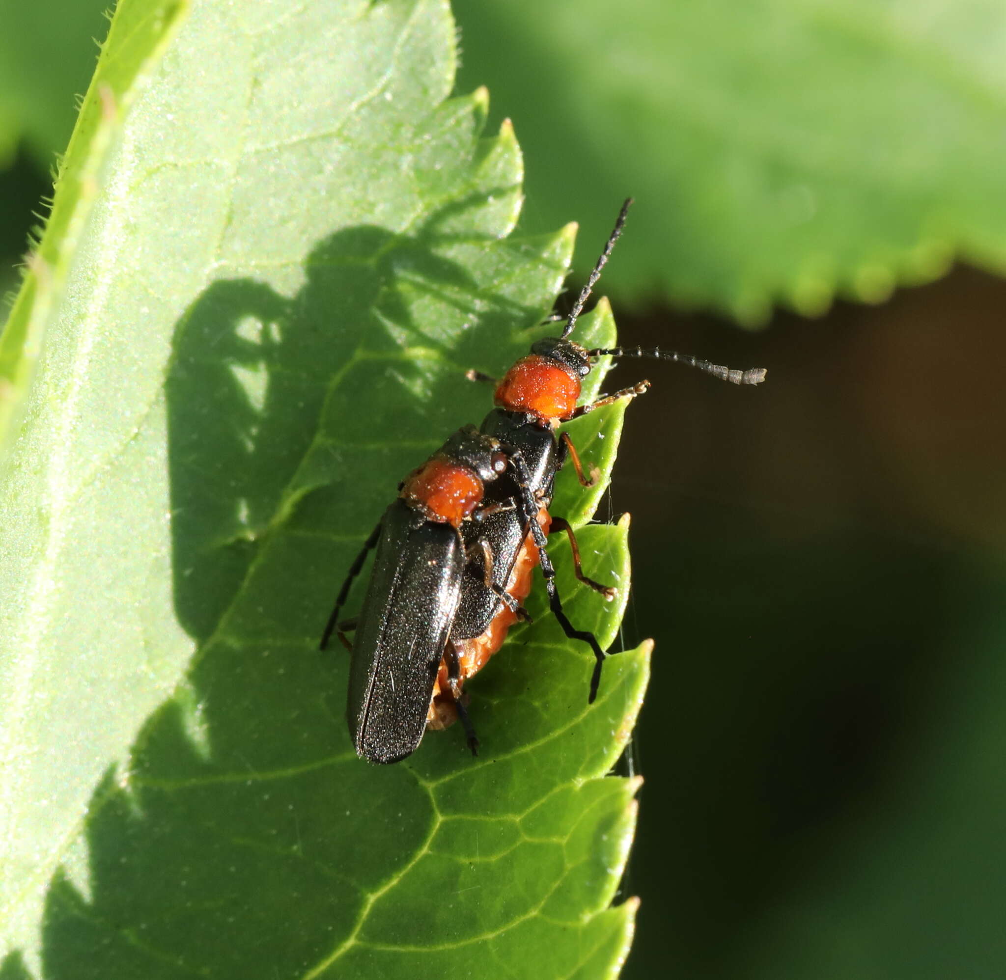 Image of Silis ruficollis