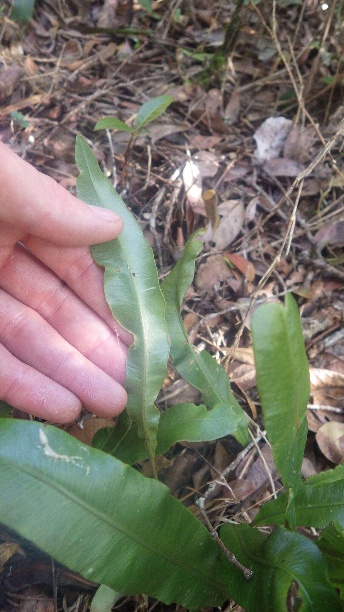 Plancia ëd Elaphoglossum conforme (Sw.) Schott