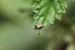 Image of Common flowerbug