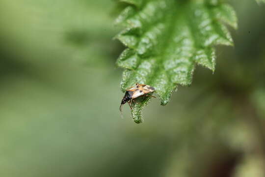 Image of Common flowerbug