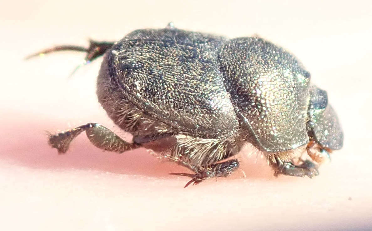 Image of Onthophagus aeruginosus Roth 1851