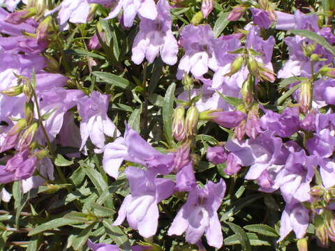 Слика од Penstemon fruticosus (Pursh) Greene