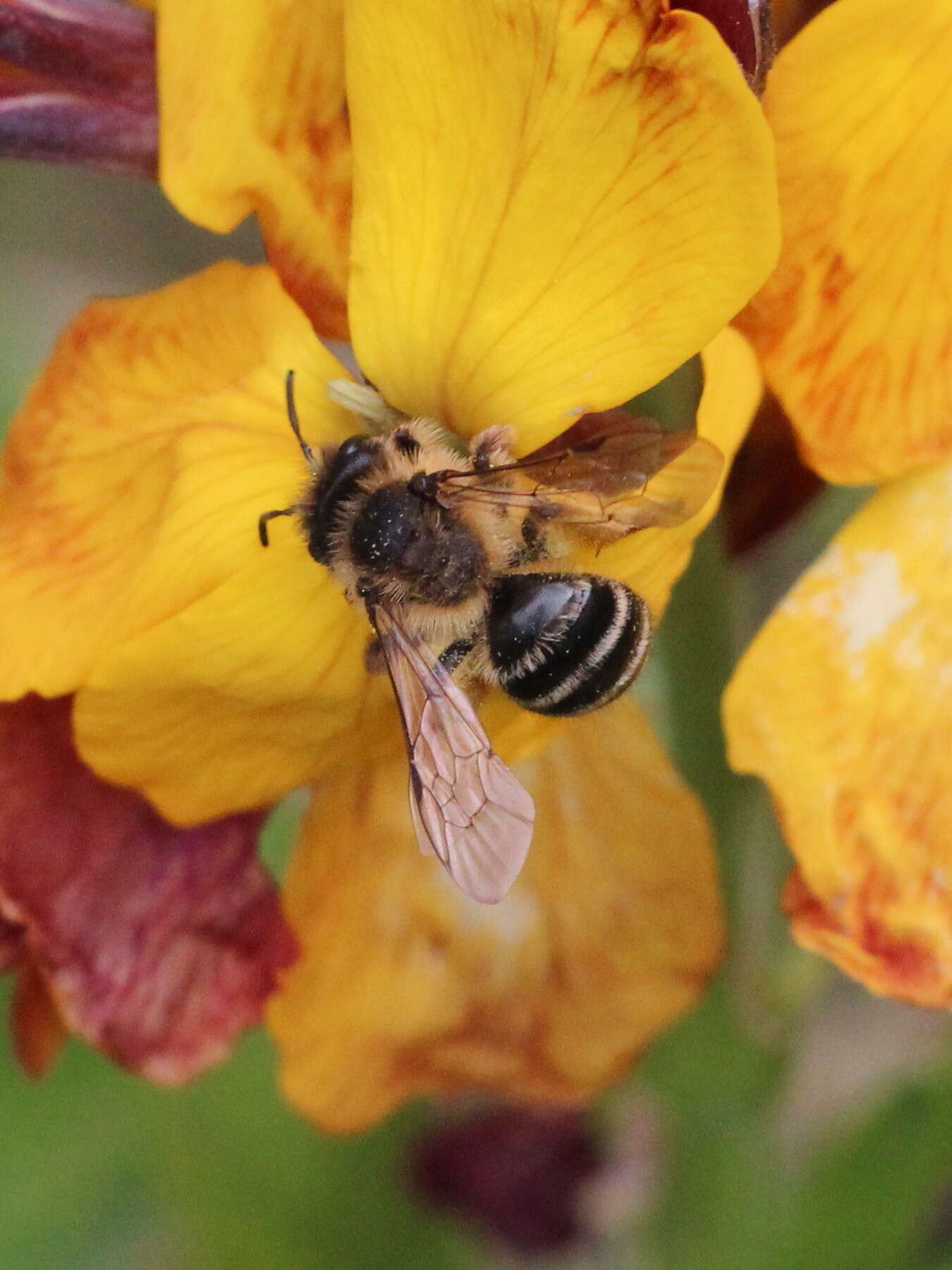 Image of Andrena flavipes Panzer 1799