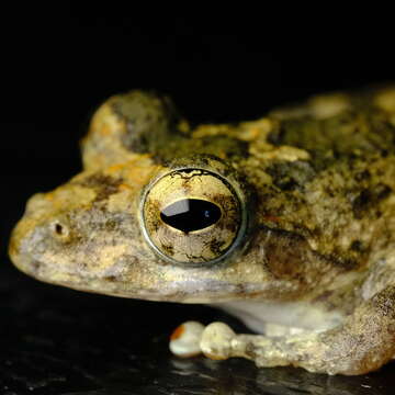 صورة Buergeria oxycephala (Boulenger 1900)