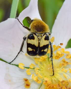 Imagem de Trichius orientalis Reitter 1894