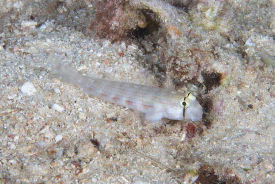 Image of Eyebar goby