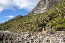 Howea forsteriana (F. Muell.) Becc. resmi