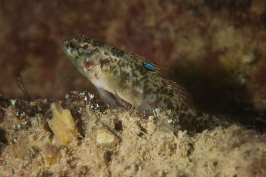 Image of Compressed goby