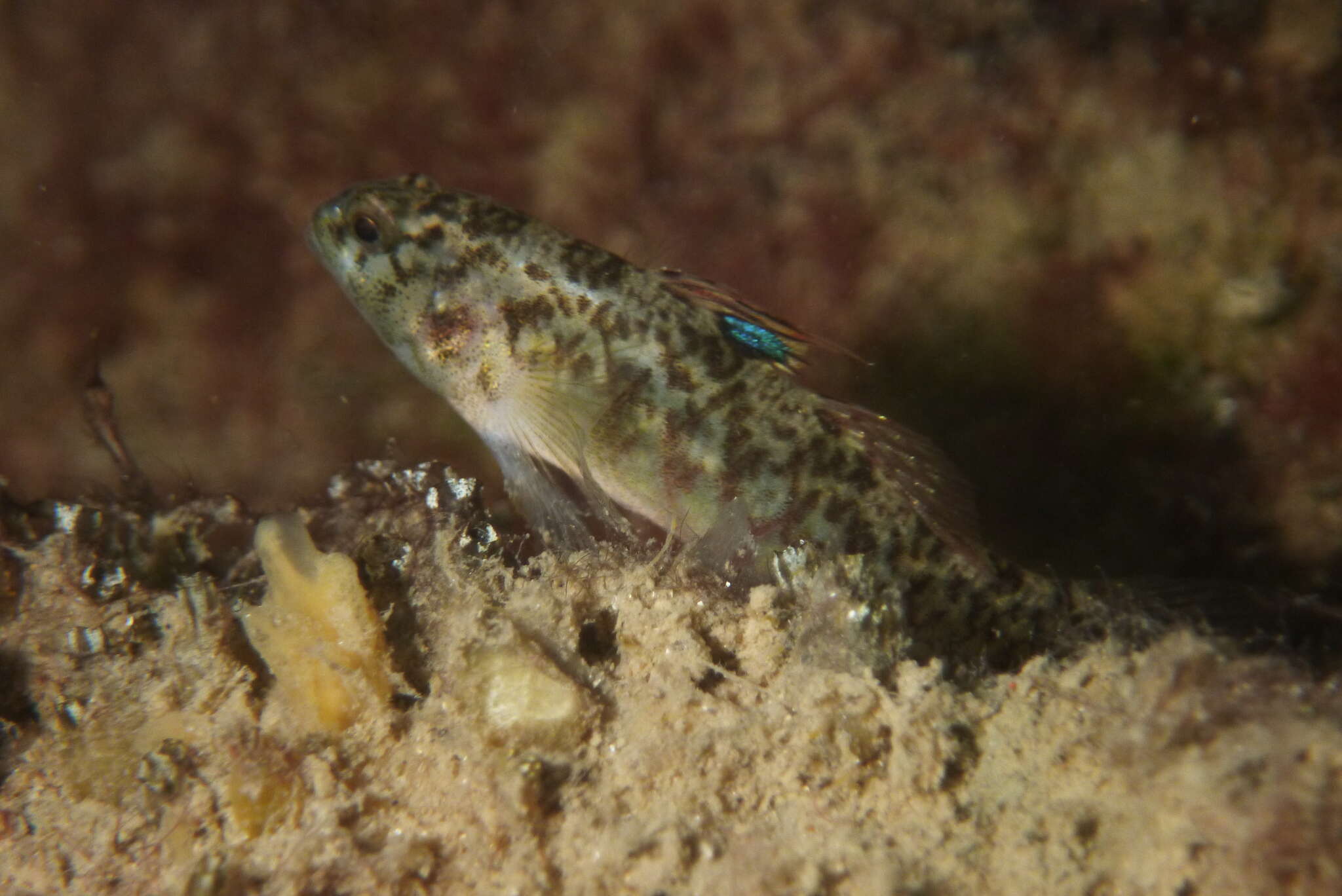 صورة Redigobius macrostoma (Günther 1861)