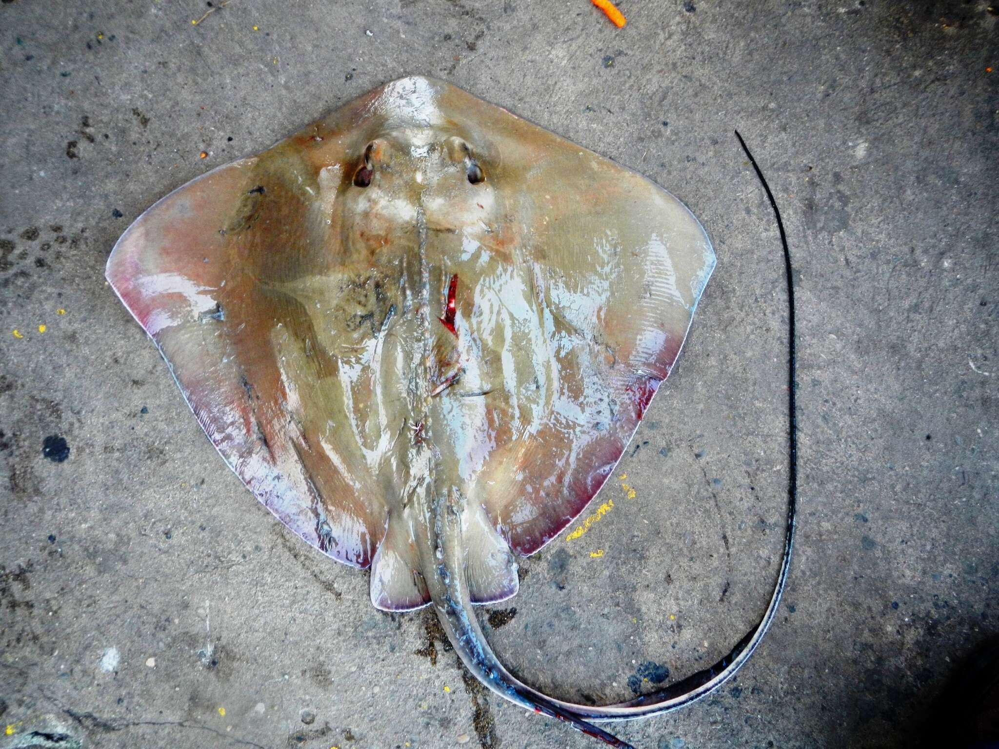 Image of Southern stingray