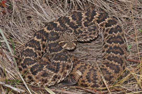 Image of Western Diamond-backed Rattlesnake