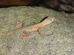 Sivun Anolis polylepis Peters 1874 kuva