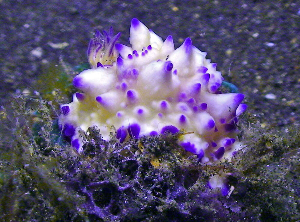 Image of Purple tipped multi-pustuled slug