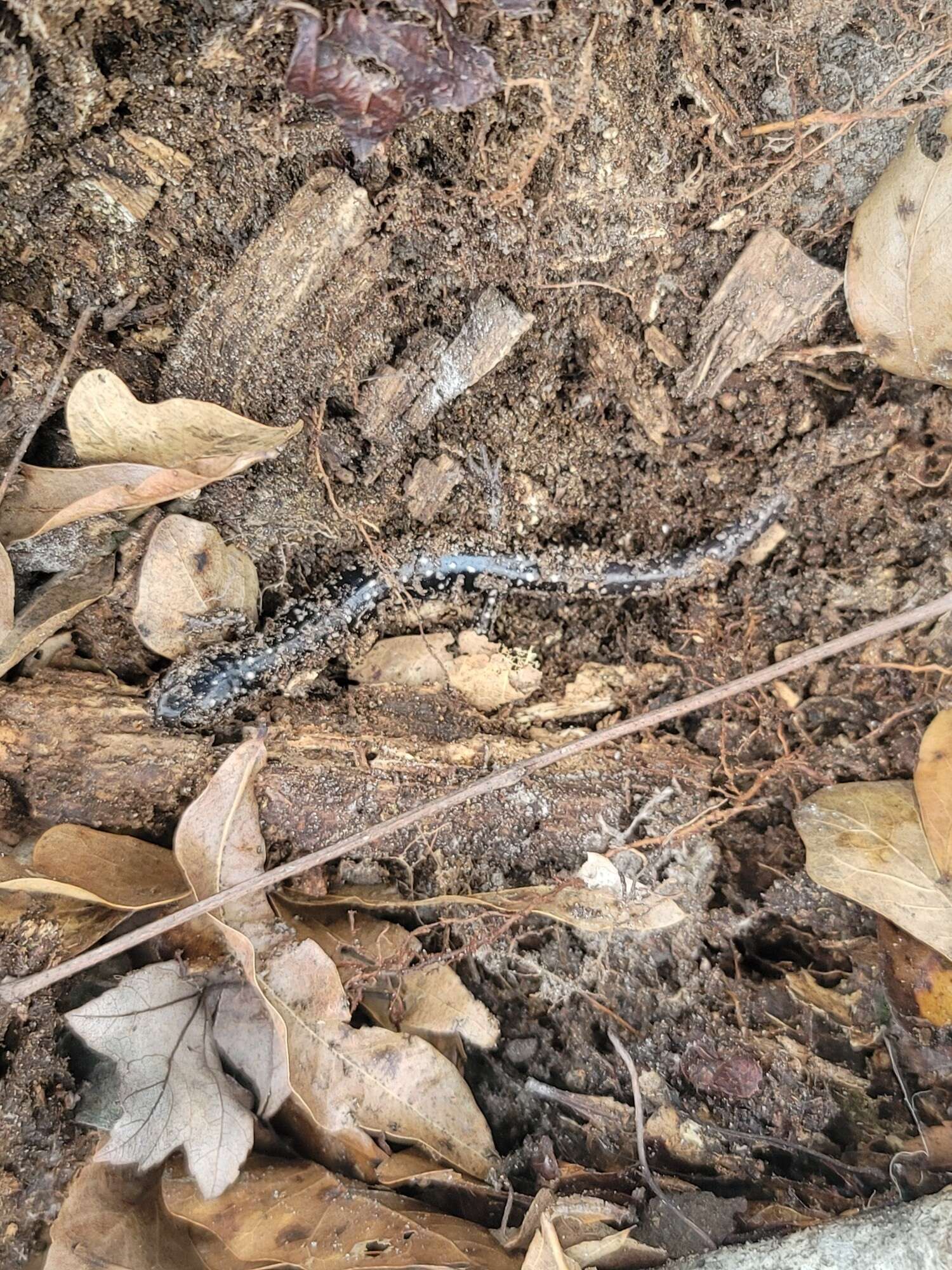 Plethodon ocmulgee Highton ex Highton, Maha & Maxson 1989 resmi