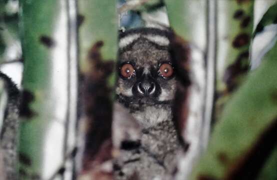 Image of Peyrieras' Woolly Lemur