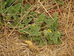 Image of squirting cucumber