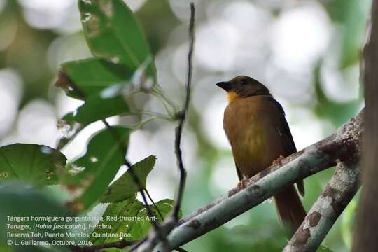 Image of Red-throated Ant Tanager