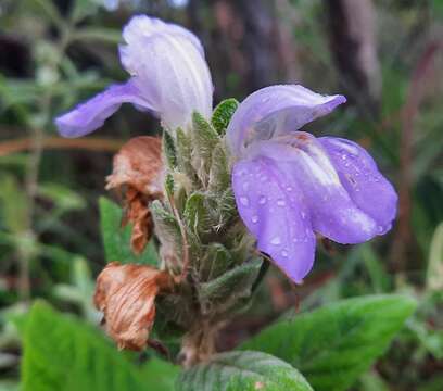 Image de Justicia chrysotrichoma Pohl ex Nees