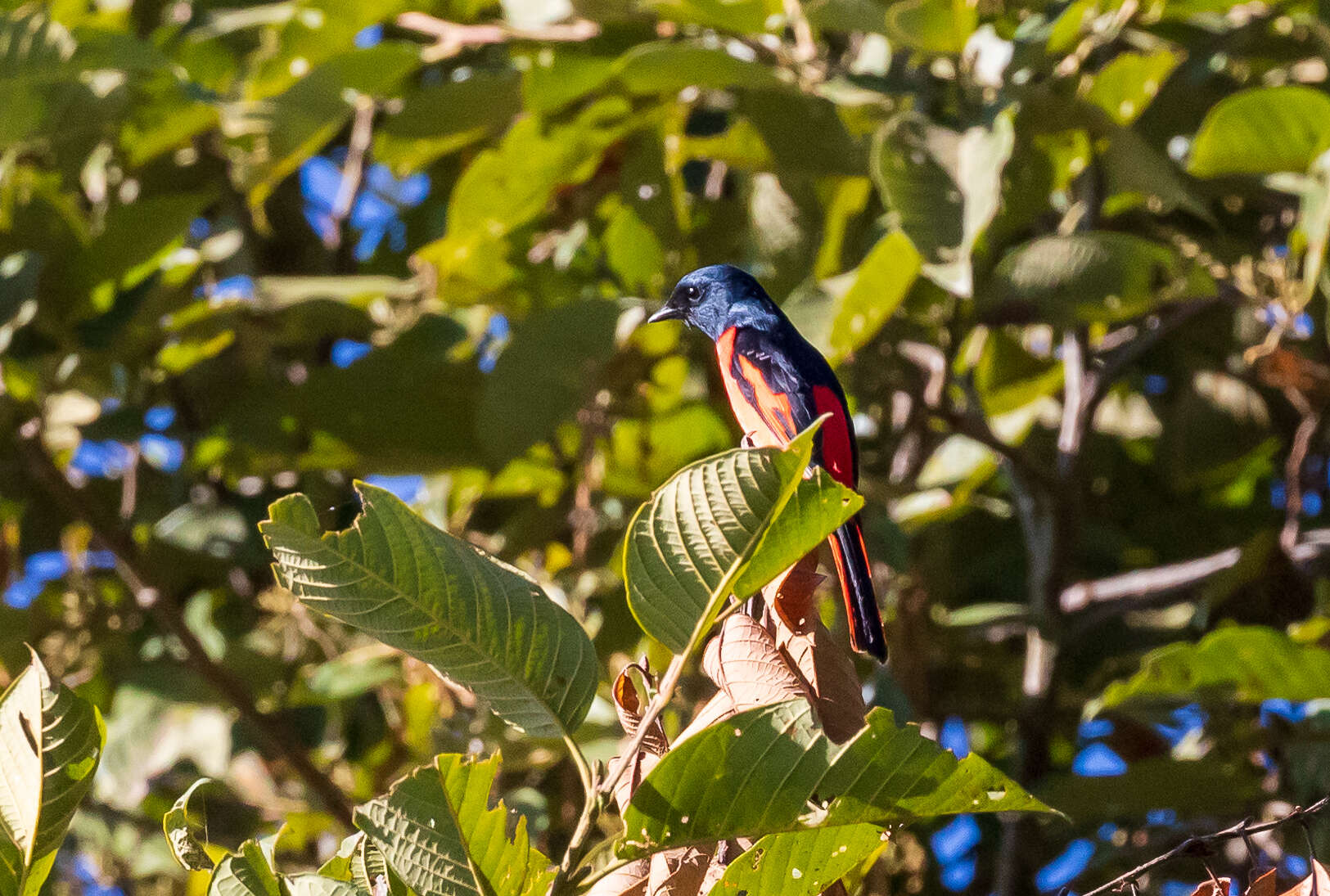 Image of Long-tailed Minivet