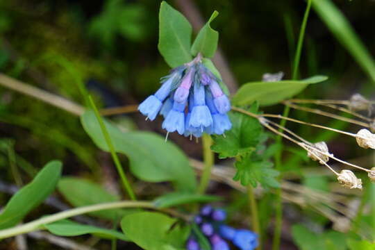 Image of small bluebells