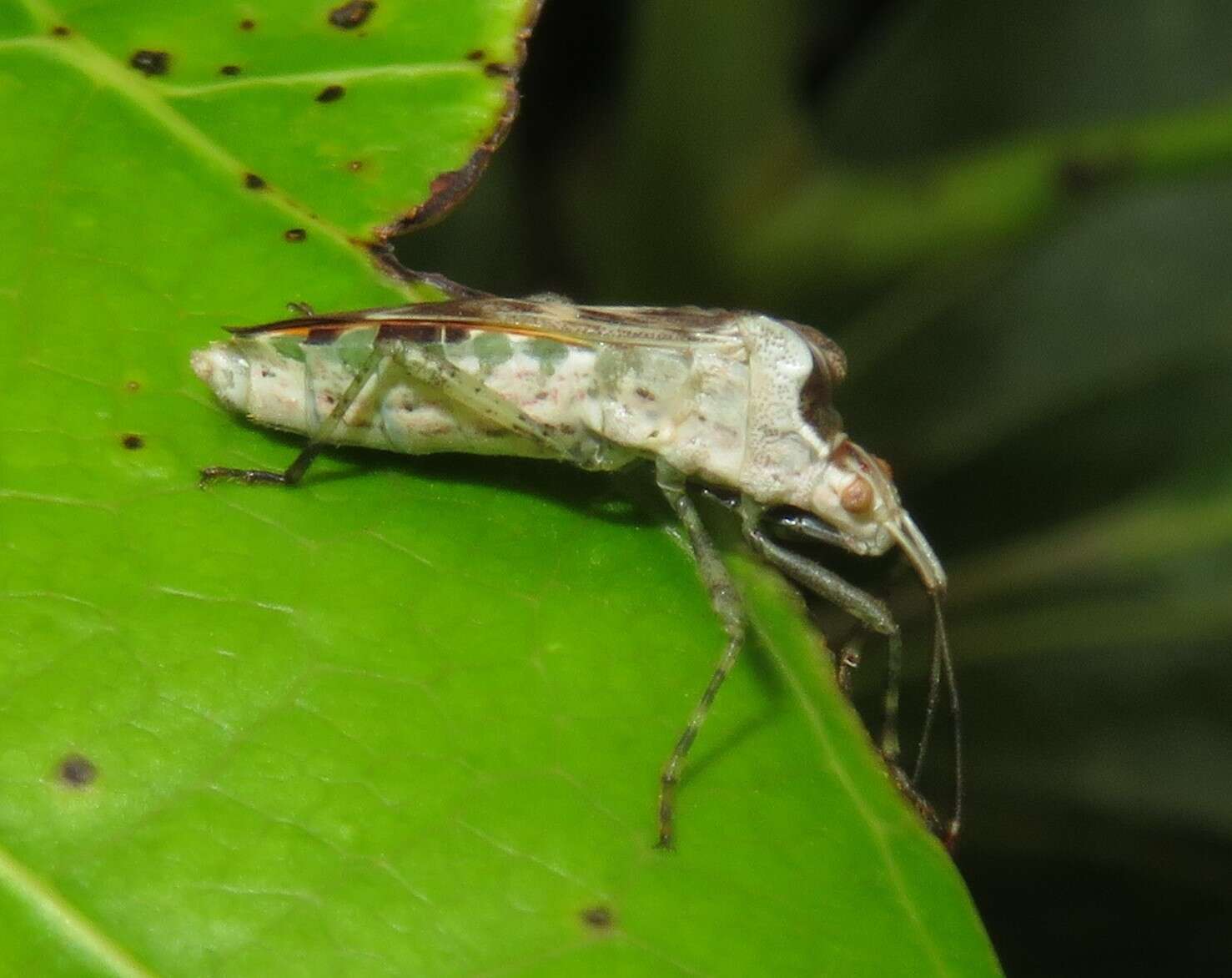 Image of Cebrenis truncatulata Brailovsky 1995