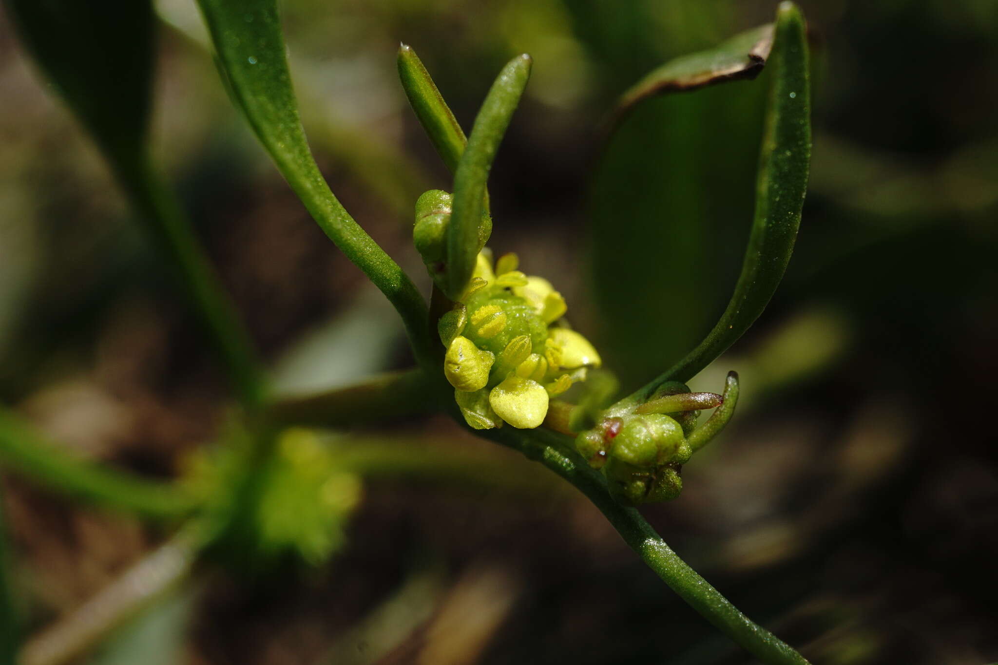 Imagem de Ranunculus lateriflorus DC.