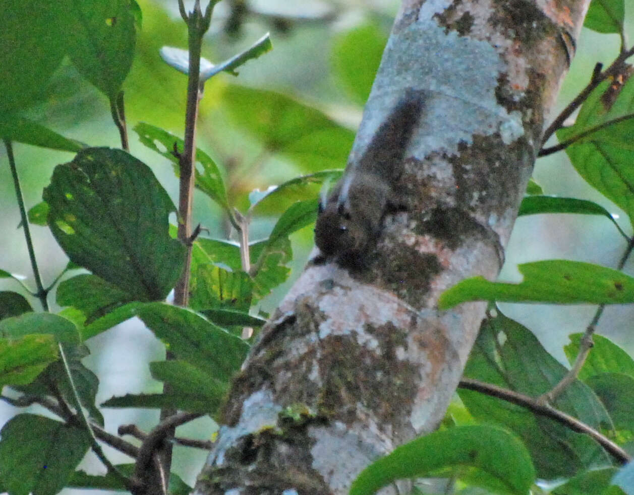 Image of Tufted Pygmy Squirrel