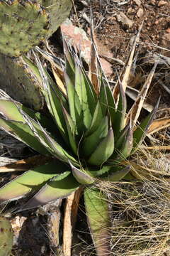 Agave glomeruliflora (Engelm.) A. Berger的圖片