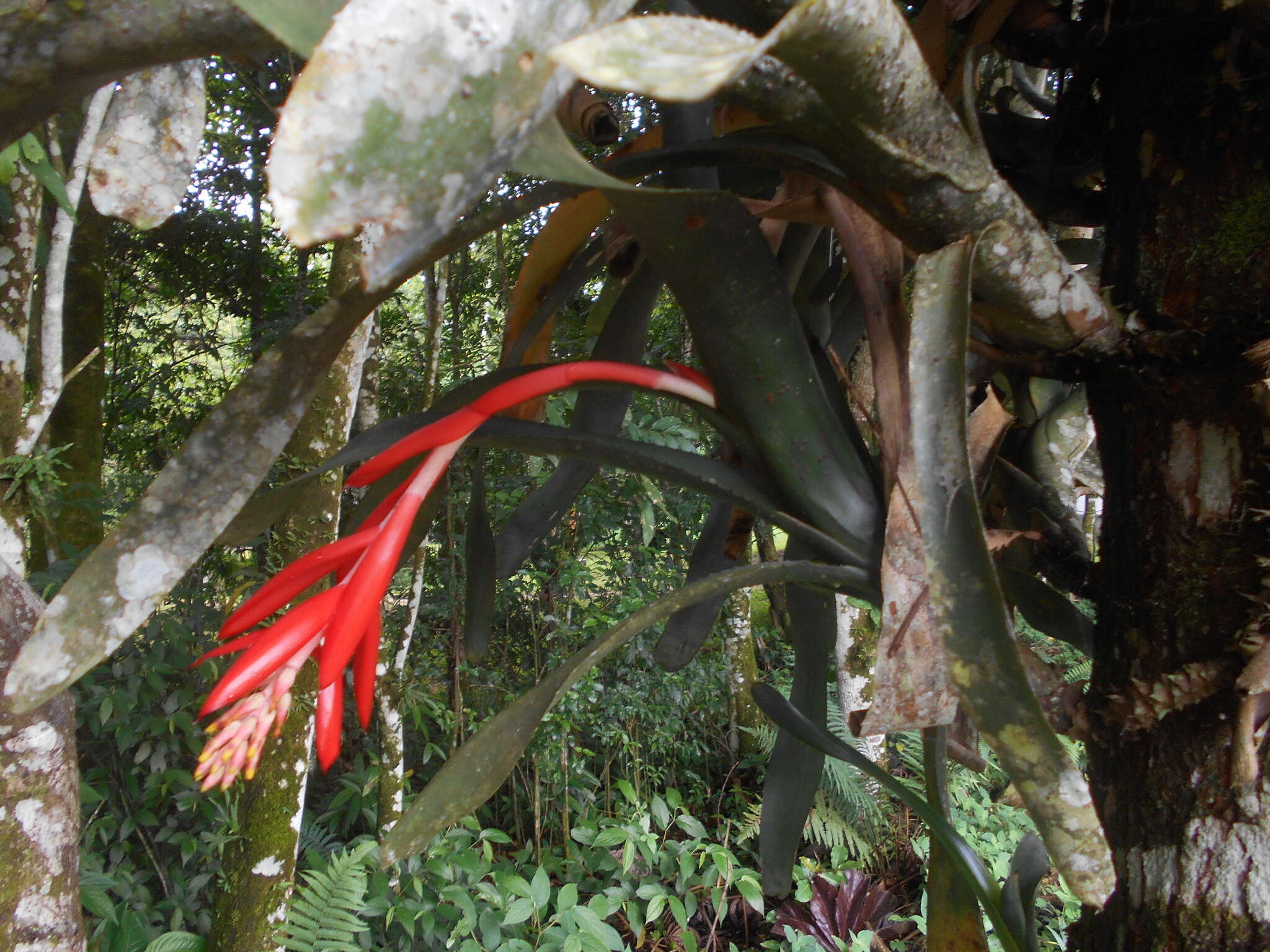 Imagem de Aechmea nudicaulis (L.) Griseb.