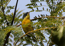 Image of Tropical Parula