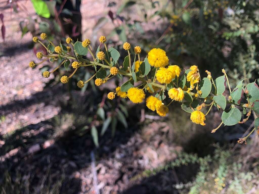 Image of Acacia sertiformis A. Cunn.