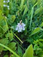 Image of Astragalus austriacus Jacq.