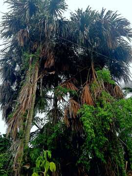 Image of Sabal mauritiiformis (H. Karst.) Griseb. & H. Wendl.