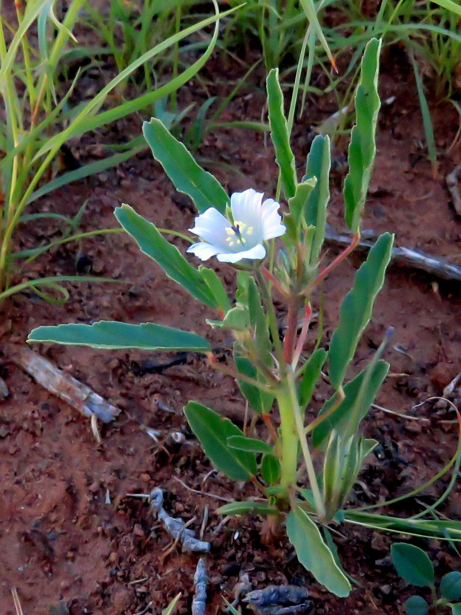 Image of Monsonia glauca Knuth