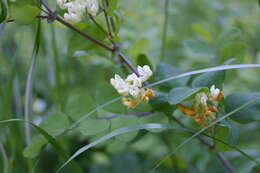 Imagem de Lathyrus holochlorus (Piper) C. L. Hitchc.