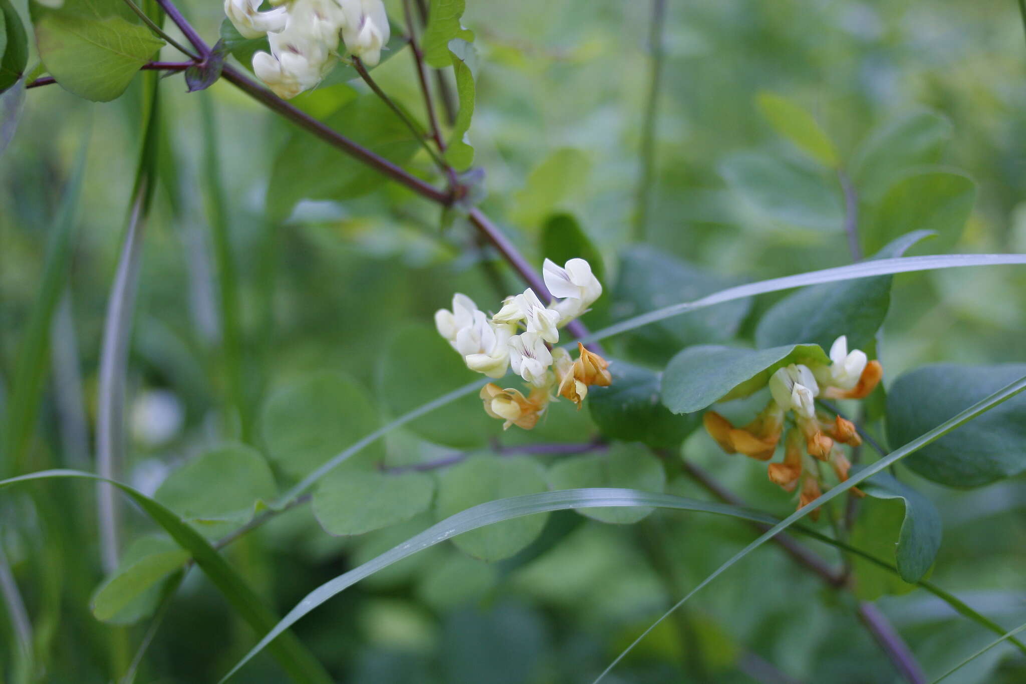 Lathyrus holochlorus (Piper) C. L. Hitchc.的圖片