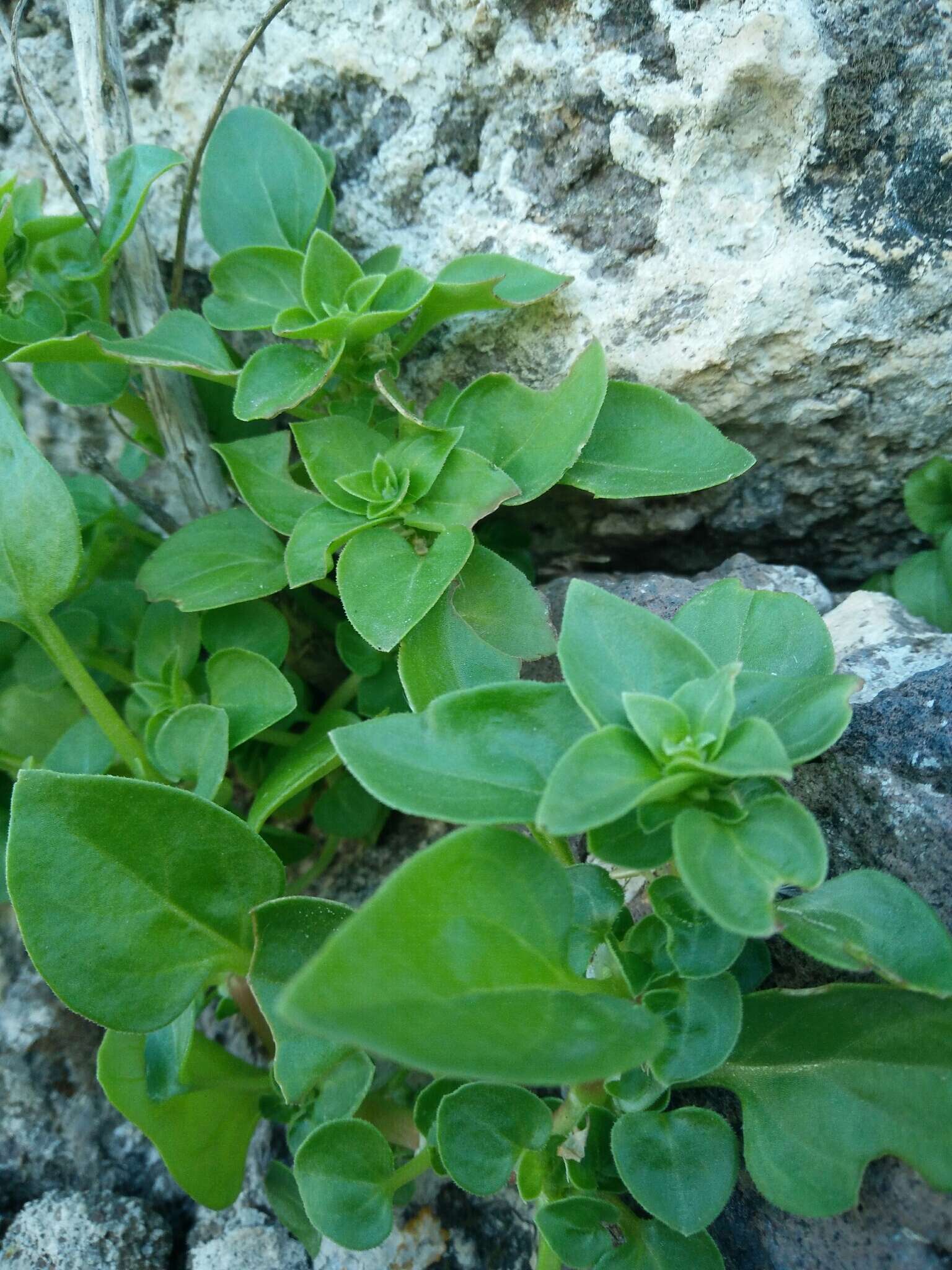 Image of Theligonum cynocrambe L.