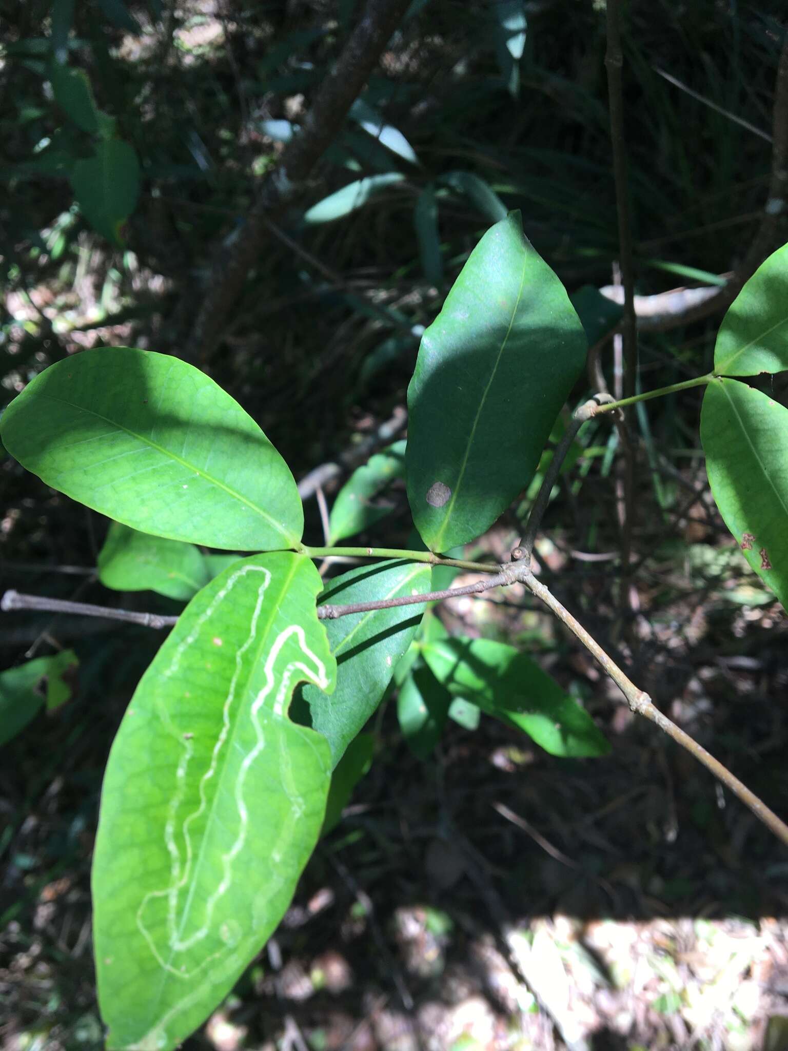 Melodinus australis (F. Müll.) Pierre的圖片