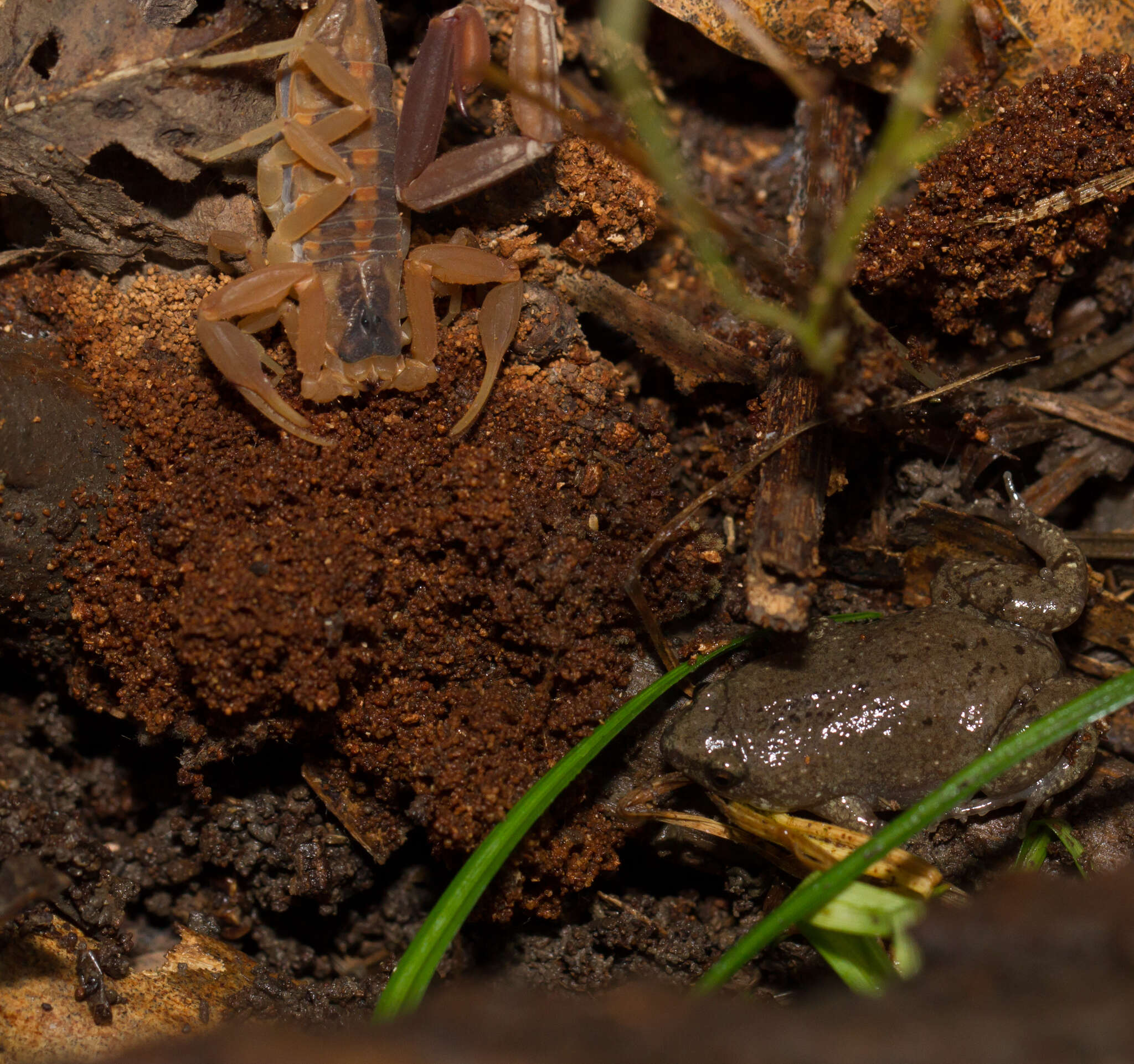 Image of Great Plains Narrowmouth Toad