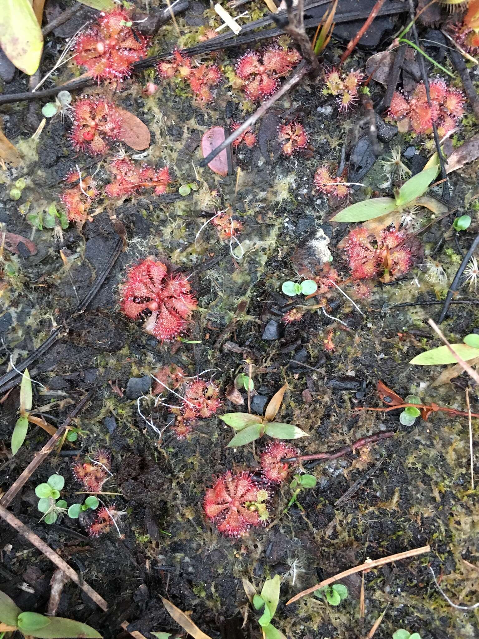 Image of dwarf sundew