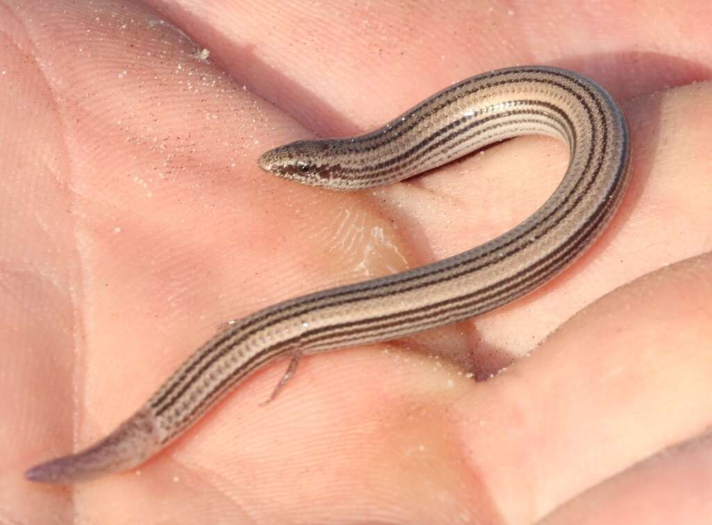 Image of Common Burrowing Skink