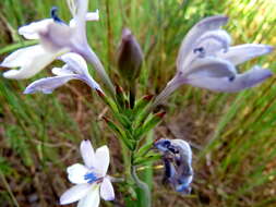 Image of Babiana patersoniae L. Bolus