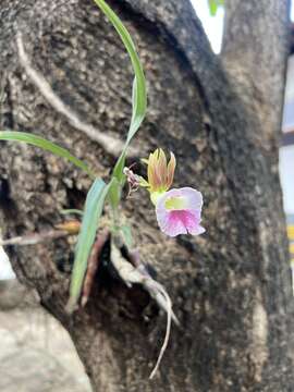 Imagem de Galeandra blanchetii E. S. Rand